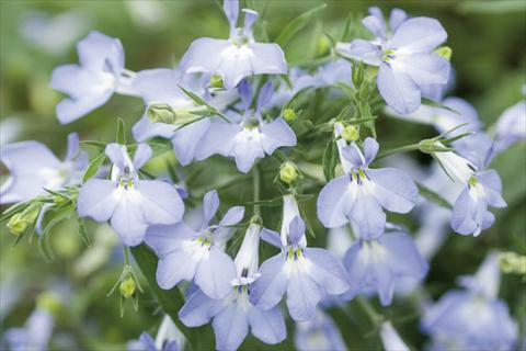 Photo de variété de fleurs à utiliser comme: Suspension / pot Lobelia Curaçao® Light Blue