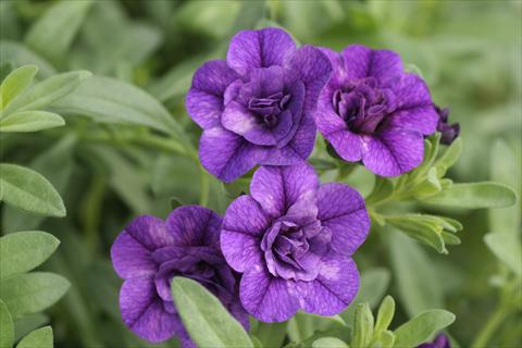 Photo de variété de fleurs à utiliser comme: Suspension / pot Calibrachoa MiniFamous® Double Blue