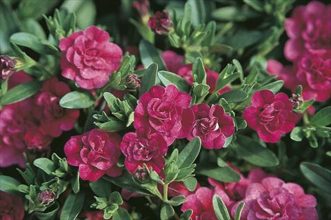 Photo de variété de fleurs à utiliser comme: Suspension / pot Calibrachoa MiniFamous® Double Dark Pink