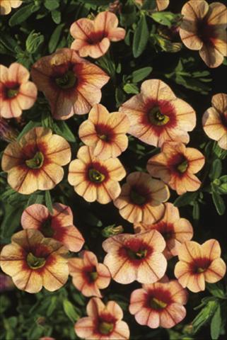 Photo de variété de fleurs à utiliser comme: Suspension / pot Calibrachoa MiniFamous® Apricot & Eye