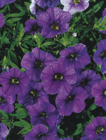 Photo de variété de fleurs à utiliser comme: Suspension / pot Calibrachoa MiniFamous® Dark Blue