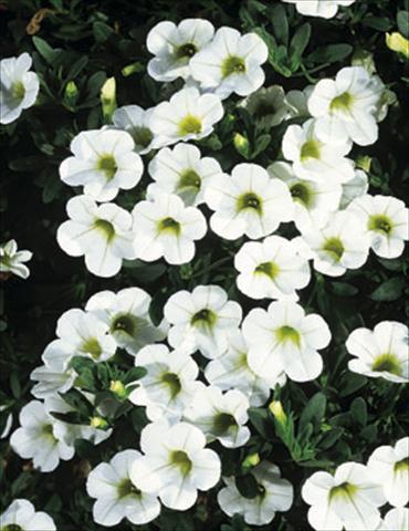 Photo de variété de fleurs à utiliser comme: Suspension / pot Calibrachoa MiniFamous® White