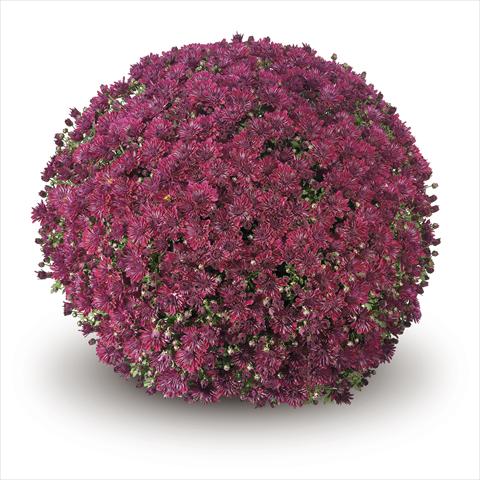 Photo de variété de fleurs à utiliser comme: Suspension / pot Chrysanthemum Passarello Purple