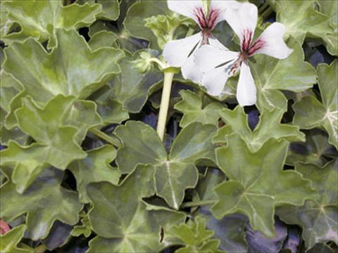 Photo de variété de fleurs à utiliser comme: Suspension / pot Pelargonium peltatum Decora Glacier White®