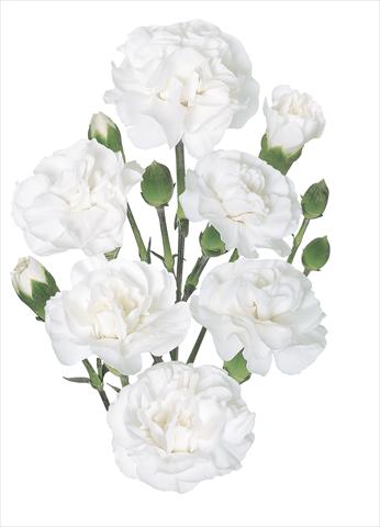 Photo de variété de fleurs à utiliser comme: Fleur coupée Dianthus caryophyllus Artemis