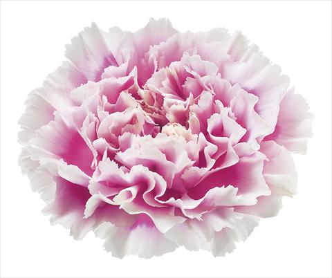 Photo de variété de fleurs à utiliser comme: Fleur coupée Dianthus caryophyllus Circeo