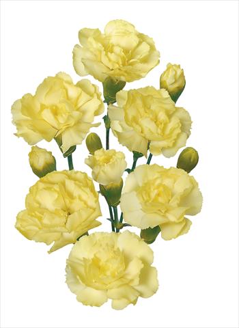 Photo de variété de fleurs à utiliser comme: Fleur coupée Dianthus caryophyllus Dorado 