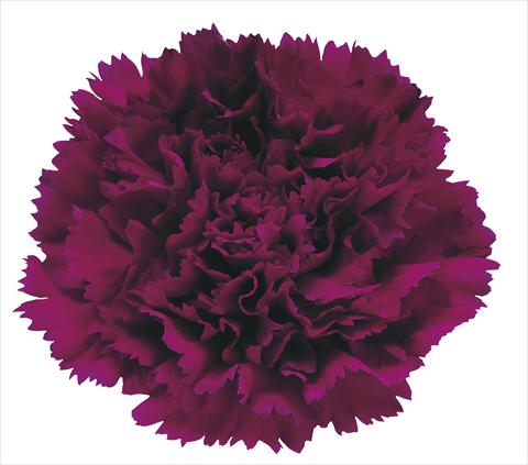 Photo de variété de fleurs à utiliser comme: Fleur coupée Dianthus caryophyllus Dustin