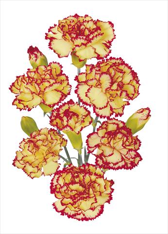 Photo de variété de fleurs à utiliser comme: Fleur coupée Dianthus caryophyllus Erg