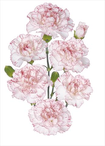 Photo de variété de fleurs à utiliser comme: Fleur coupée Dianthus caryophyllus Fantasy Pepermint