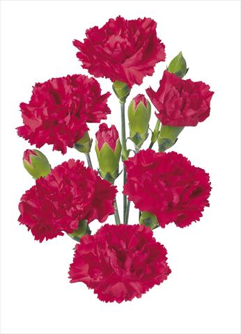 Photo de variété de fleurs à utiliser comme: Fleur coupée Dianthus caryophyllus Kiss