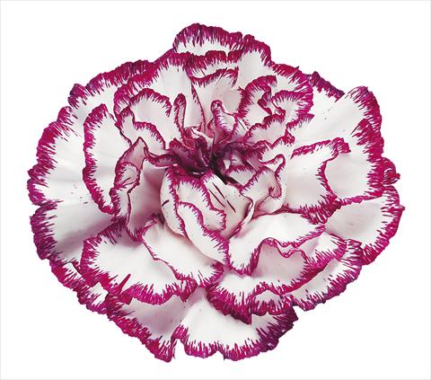 Photo de variété de fleurs à utiliser comme: Fleur coupée Dianthus caryophyllus Olympia