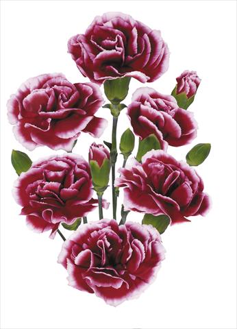 Photo de variété de fleurs à utiliser comme: Fleur coupée Dianthus caryophyllus Raspberry Ripple