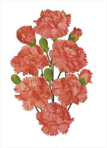 Photo de variété de fleurs à utiliser comme: Fleur coupée Dianthus caryophyllus Romany