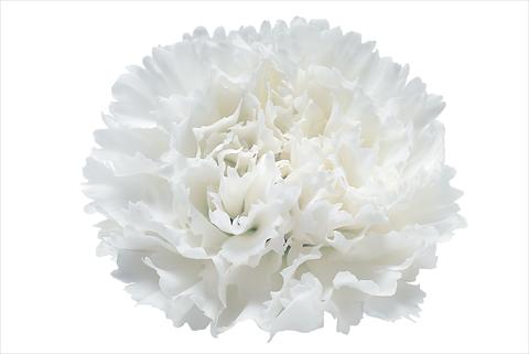 Photo de variété de fleurs à utiliser comme: Fleur coupée Dianthus caryophyllus Snow Storm