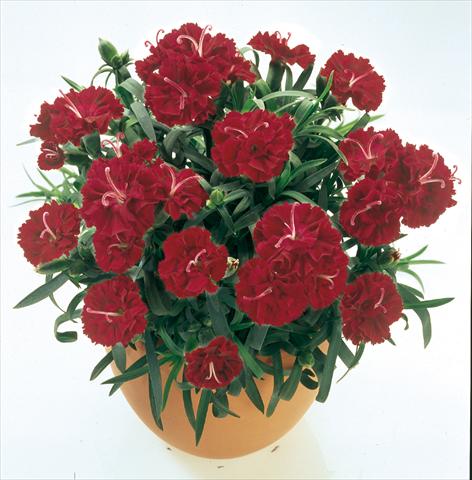 Photo de variété de fleurs à utiliser comme: Suspension / pot Dianthus caryophyllus SuperTrouper® Burgundy