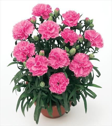 Photo de variété de fleurs à utiliser comme: Pot et Plante à massif Dianthus caryophyllus Diogenes