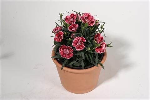 Photo de variété de fleurs à utiliser comme: Suspension / pot Dianthus caryophyllus SuperTrouper® Dorie