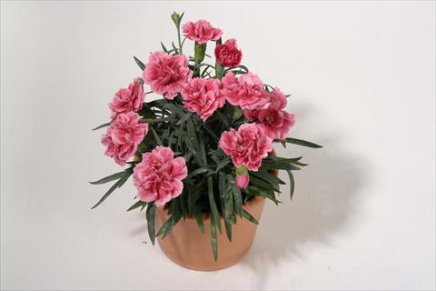 Photo de variété de fleurs à utiliser comme: Suspension / pot Dianthus caryophyllus SuperTrouper® Elise