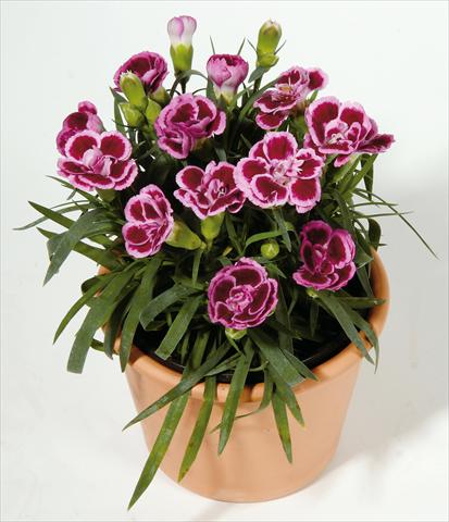 Photo de variété de fleurs à utiliser comme: Suspension / pot Dianthus caryophyllus SuperTrouper® Frodo