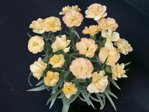 Photo de variété de fleurs à utiliser comme: Suspension / pot Dianthus caryophyllus SuperTrouper® Luna