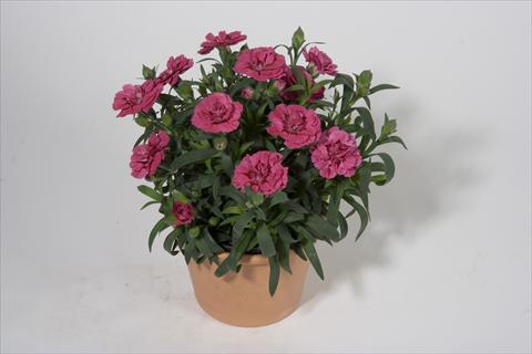 Photo de variété de fleurs à utiliser comme: Suspension / pot Dianthus caryophyllus SuperTrouper® Oscar