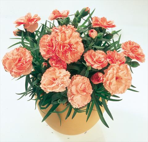 Photo de variété de fleurs à utiliser comme: Suspension / pot Dianthus caryophyllus SuperTrouper® Peach