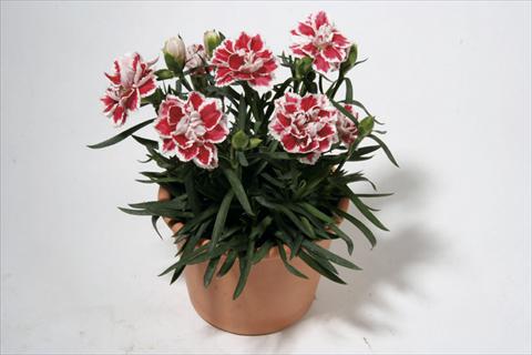 Photo de variété de fleurs à utiliser comme: Suspension / pot Dianthus caryophyllus SuperTrouper® Sam