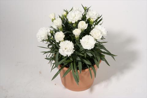 Photo de variété de fleurs à utiliser comme: Suspension / pot Dianthus caryophyllus SuperTrouper® Sinah