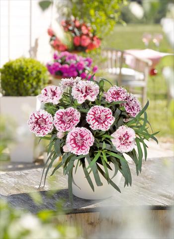 Photo de variété de fleurs à utiliser comme: Suspension / pot Dianthus caryophyllus SuperTrouper® Sissy