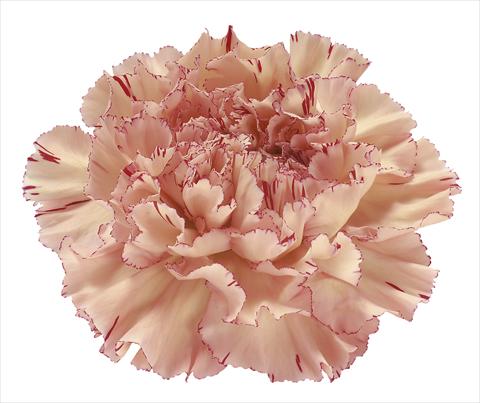 Photo de variété de fleurs à utiliser comme: Fleur coupée Dianthus caryophyllus Viper Wine