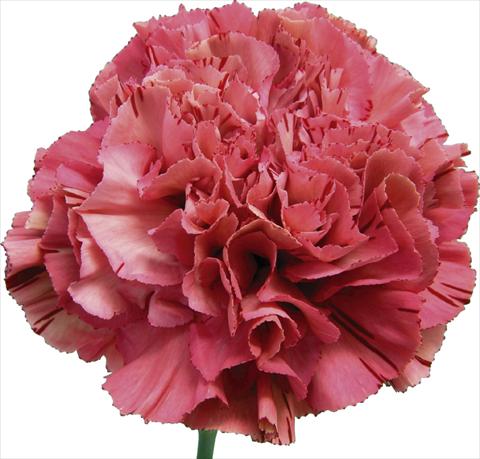 Photo de variété de fleurs à utiliser comme: Fleur coupée Dianthus caryophyllus Viper