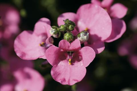 Photo de variété de fleurs à utiliser comme: Plante à massif/ plante de bordure Diascia Piccadilly Hot Pink