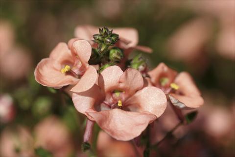 Photo de variété de fleurs à utiliser comme: Plante à massif/ plante de bordure Diascia Piccadilly Salmon