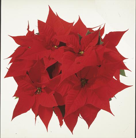 Photo de variété de fleurs à utiliser comme: Suspension / pot Poinsettia - Euphorbia pulcherrima Christmas Carol sel®