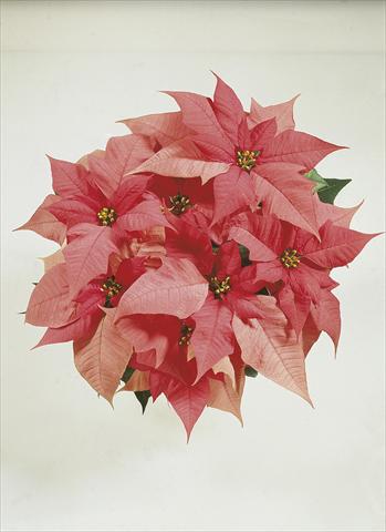 Photo de variété de fleurs à utiliser comme: Suspension / pot Poinsettia - Euphorbia pulcherrima Christmas Carol sel® Pink Evol.