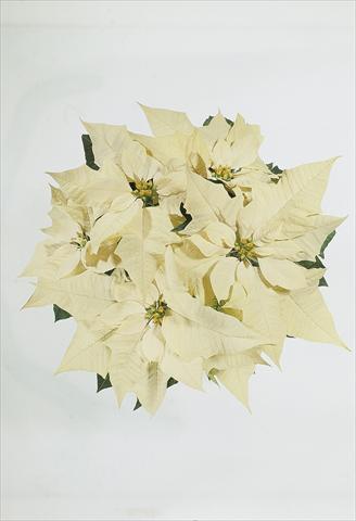 Photo de variété de fleurs à utiliser comme: Suspension / pot Poinsettia - Euphorbia pulcherrima Christmas Carol sel® White