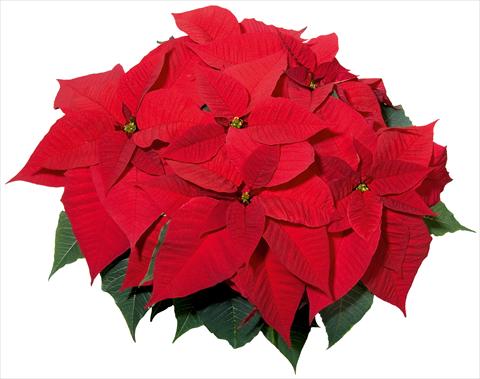 Photo de variété de fleurs à utiliser comme: Suspension / pot Poinsettia - Euphorbia pulcherrima Christmas Feelings® sel®