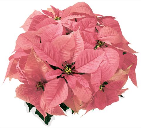 Photo de variété de fleurs à utiliser comme: Suspension / pot Poinsettia - Euphorbia pulcherrima Christmas Feelings® sel® Pink