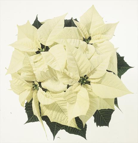 Photo de variété de fleurs à utiliser comme: Suspension / pot Poinsettia - Euphorbia pulcherrima Christmas Feelings® sel® White