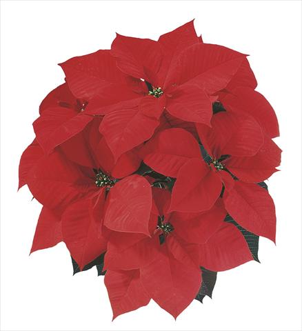 Photo de variété de fleurs à utiliser comme: Suspension / pot Poinsettia - Euphorbia pulcherrima Christmas Spirit®