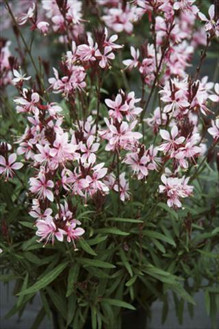 Photo de variété de fleurs à utiliser comme: Plante à massif/ plante de bordure Gaura lindheimeri Belleza Early Pink