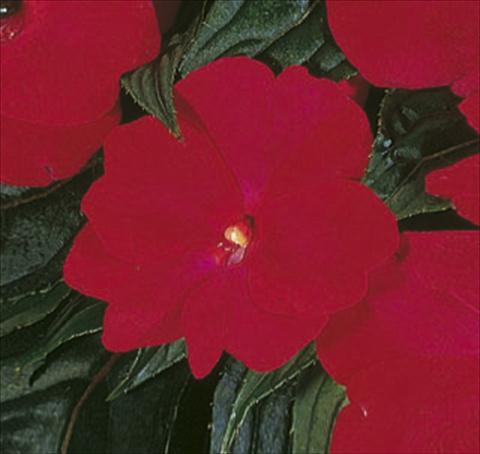 Photo de variété de fleurs à utiliser comme: Suspension / pot Impatiens N. Guinea ColorPower® Deep Red