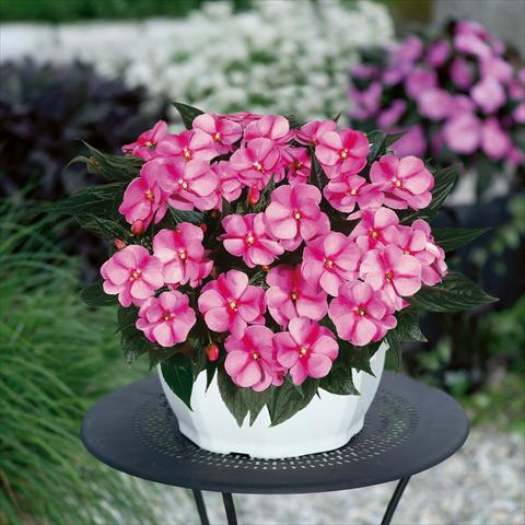 Photo de variété de fleurs à utiliser comme: Suspension / pot Impatiens N. Guinea ColorPower® Lavender Flame