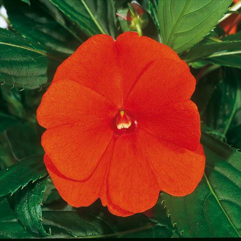 Photo de variété de fleurs à utiliser comme: Suspension / pot Impatiens N. Guinea ColorPower® Orange Red