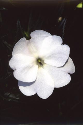 Photo de variété de fleurs à utiliser comme: Suspension / pot Impatiens N. Guinea ColorPower® Perfect White