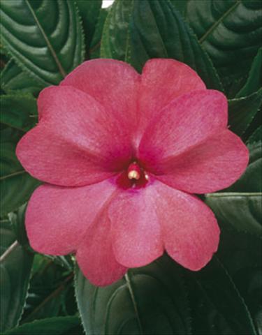 Photo de variété de fleurs à utiliser comme: Suspension / pot Impatiens N. Guinea ColorPower® Rose
