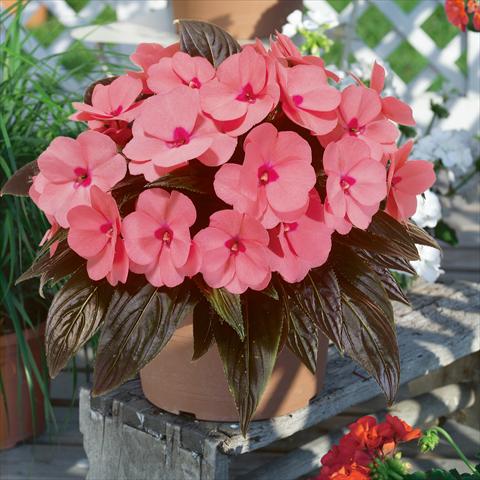 Photo de variété de fleurs à utiliser comme: Suspension / pot Impatiens N. Guinea ColorPower® Salmon Pink