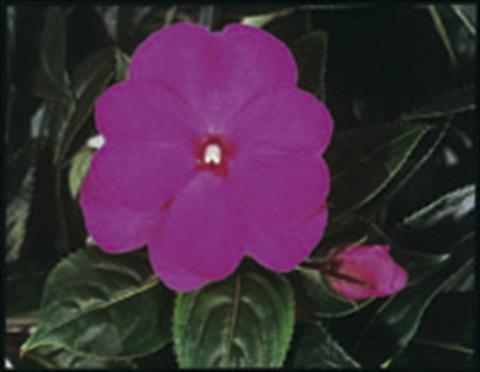 Photo de variété de fleurs à utiliser comme: Suspension / pot Impatiens N. Guinea ColorPower® Violet