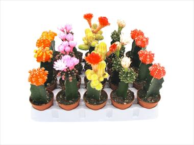 Photo de variété de fleurs à utiliser comme: Pot Cactus Gymnocalycium colorati